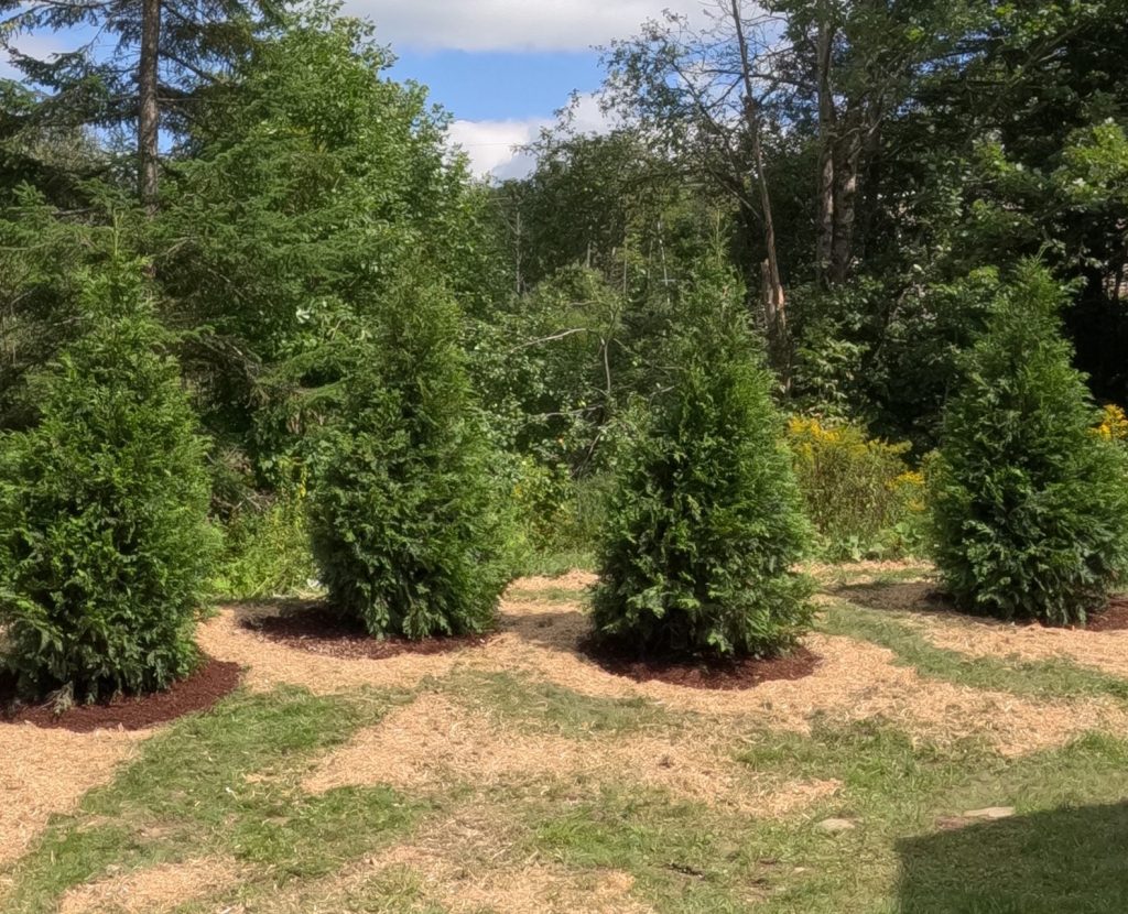 Tree Planting